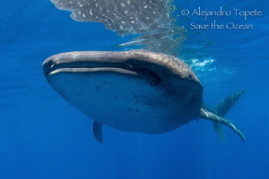 Whale Shark encounter, Isla Contoy Mexico by Alejandro Topete 